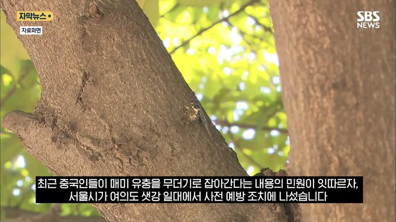 IMG_3046.jpeg 최근 한강공원에서 곤충무단채집 현수막을 건 이유.jpg