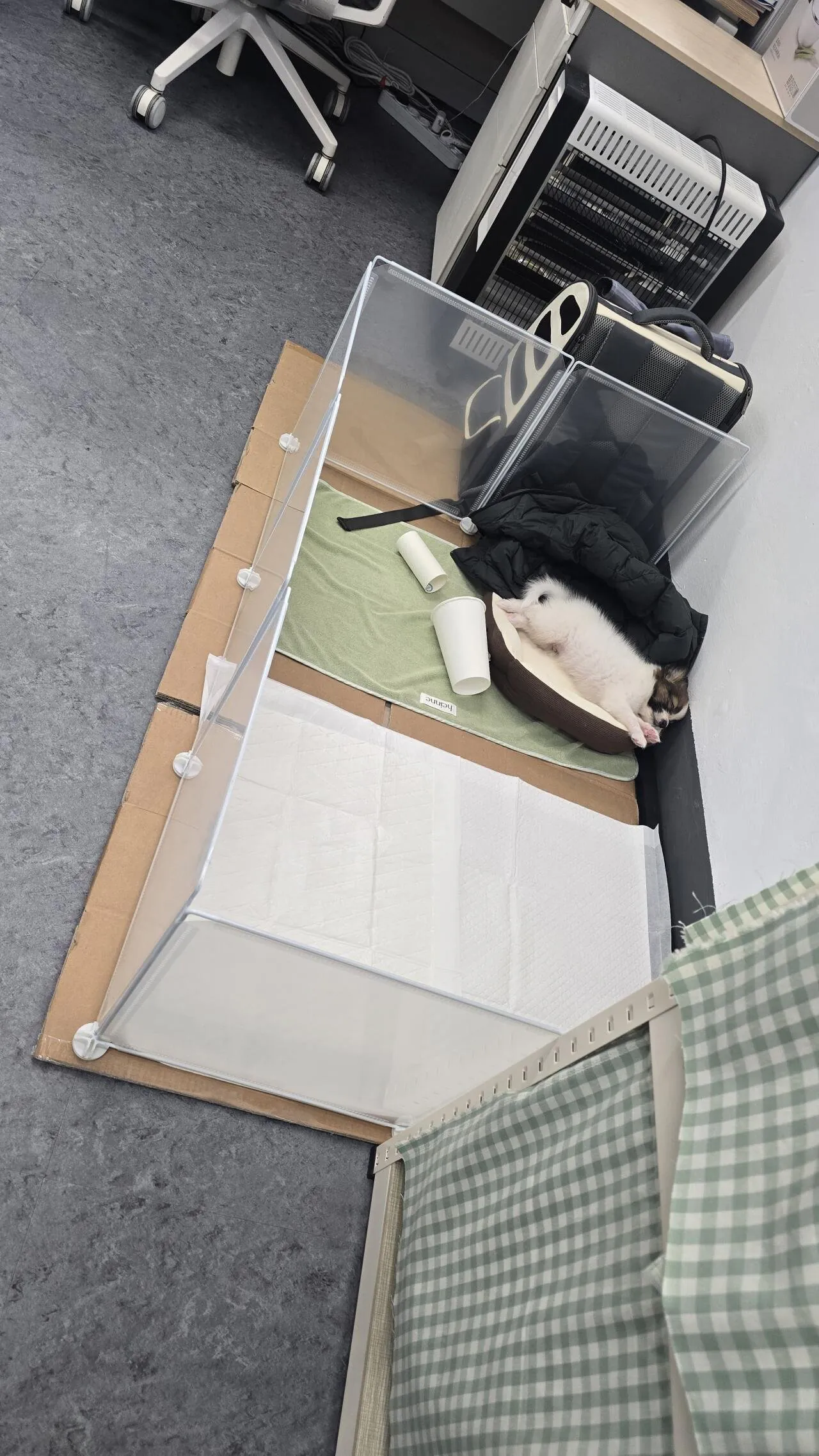 개 자랑 글