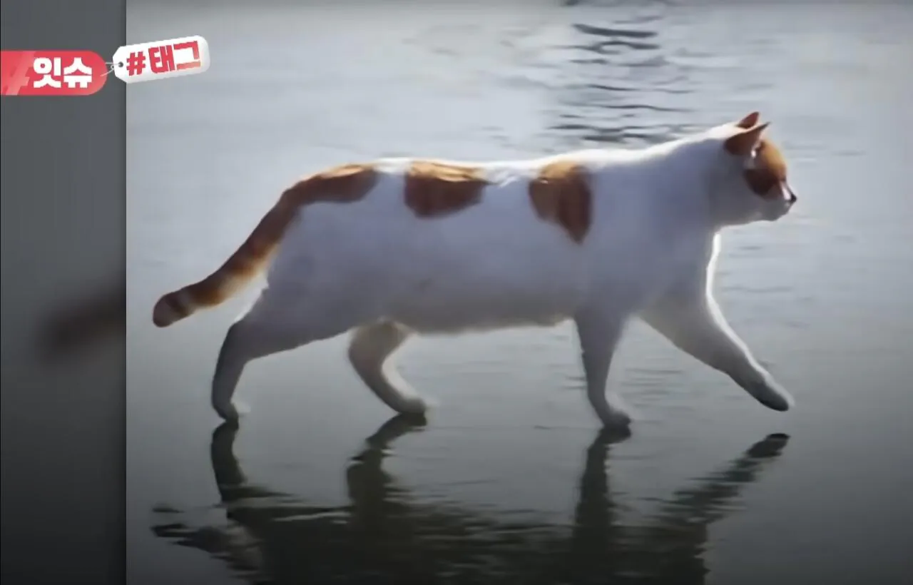 꽁꽁얼어붙은한강 고양이 근황