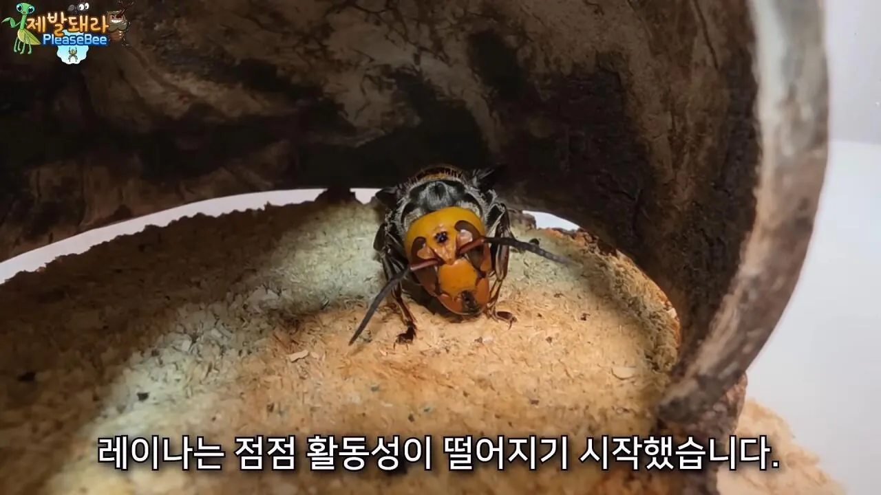 r30.jpg 장수말벌 여왕벌 크기