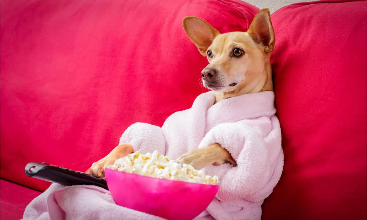 Dog-in-a-pink-robe-with-a-TV-remote-eating-popcorn.jpg 희귀 품종 팝콘용 옥수수 '곰 발바닥'