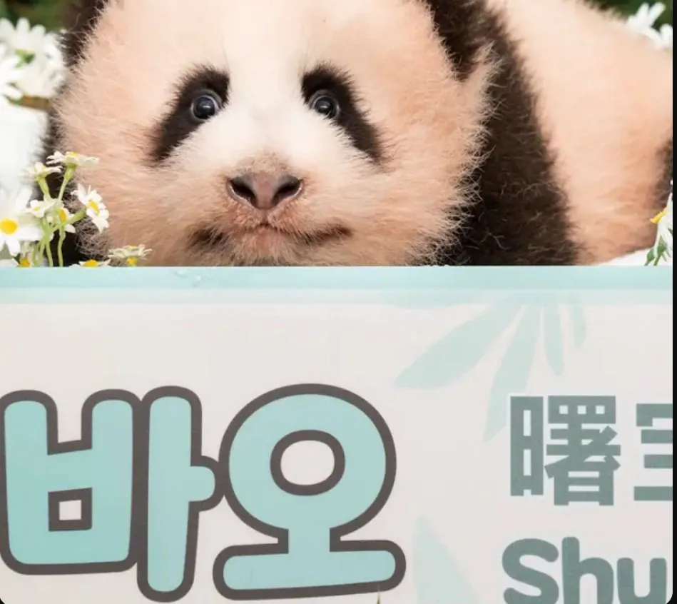 1000006117.jpg 에버랜드 자이언트판다 넷째 이름 공개.JPG