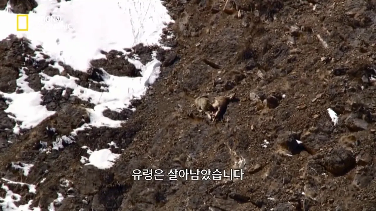 Internet_20260802_153513_32.jpeg 사냥 중 120m 절벽 아래로 떨어진 눈표범