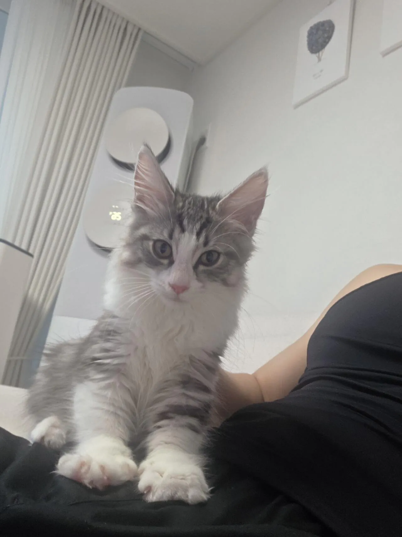 20260721_100940.jpg 노르웨이 숲 고양이.