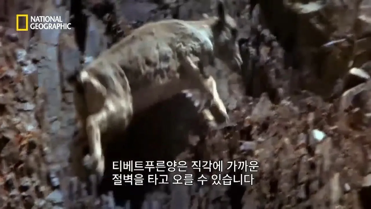 Internet_20260802_153513_12.jpeg 사냥 중 120m 절벽 아래로 떨어진 눈표범