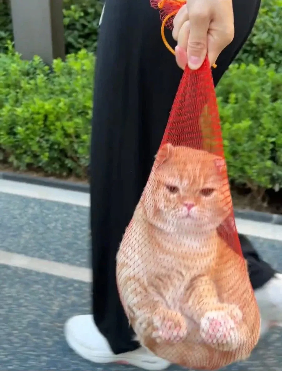 1a149c1bd7153b891.webp 집 나갔다가 잡혀온 고양이.