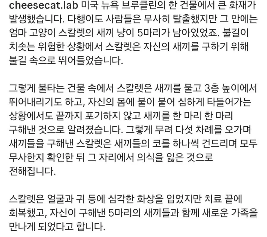 5794.jpg 새끼 구하러 불길속에 뛰어든 고양이.mp4