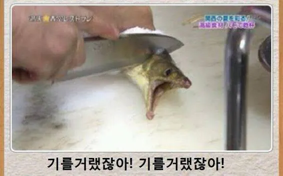 21521.jpg ??? : 기를거랬잖아!! 기를거랬잖아!!