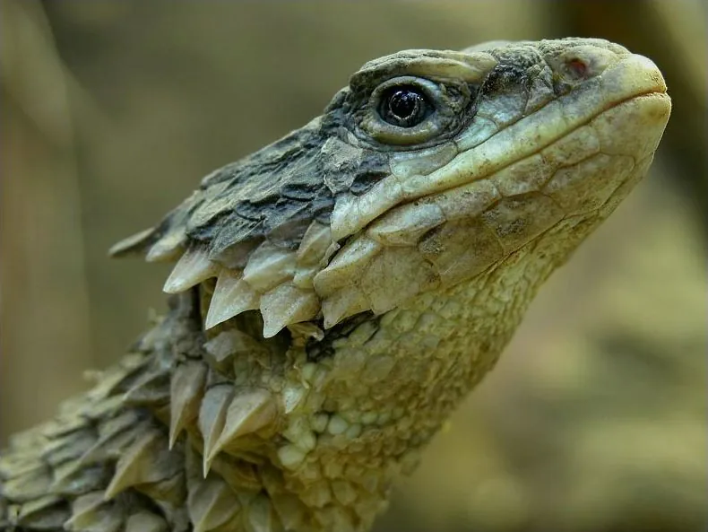 Smaug_giganteus.jpg 남아공에만 서식한다는 드래곤 닮은 도마뱀