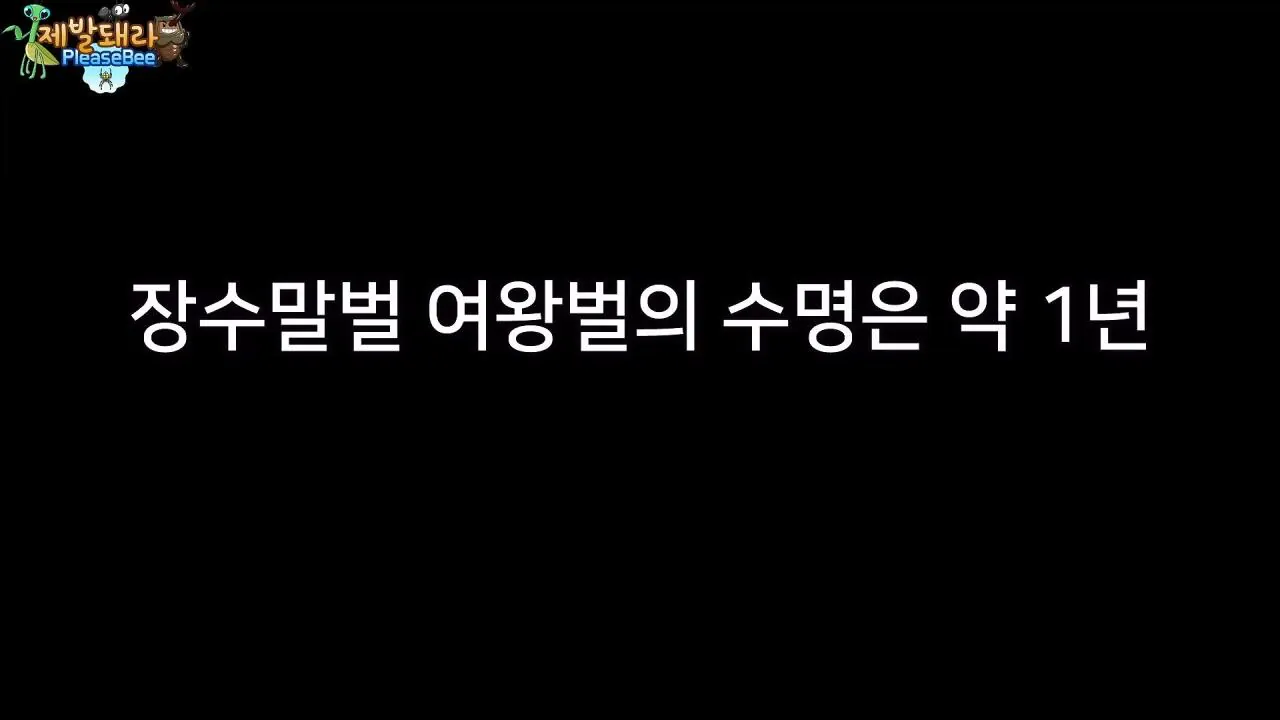 r31.jpg 장수말벌 여왕벌 크기