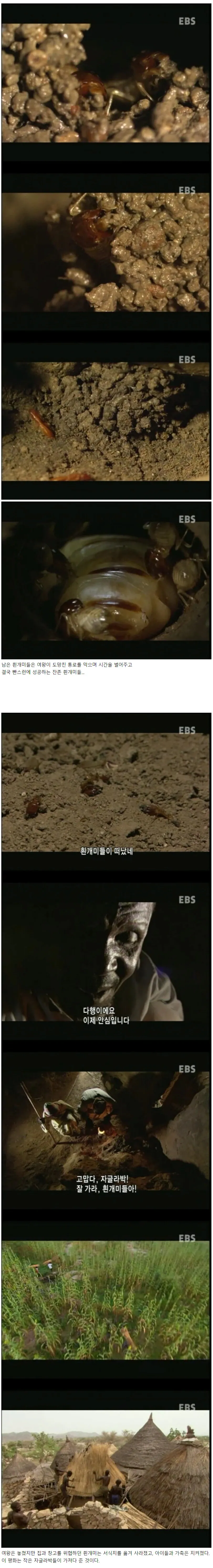 IMG_5444.webp 아프리카 부족이 집안의 흰개미를 퇴치하는 방법 ㄷㄷㄷ