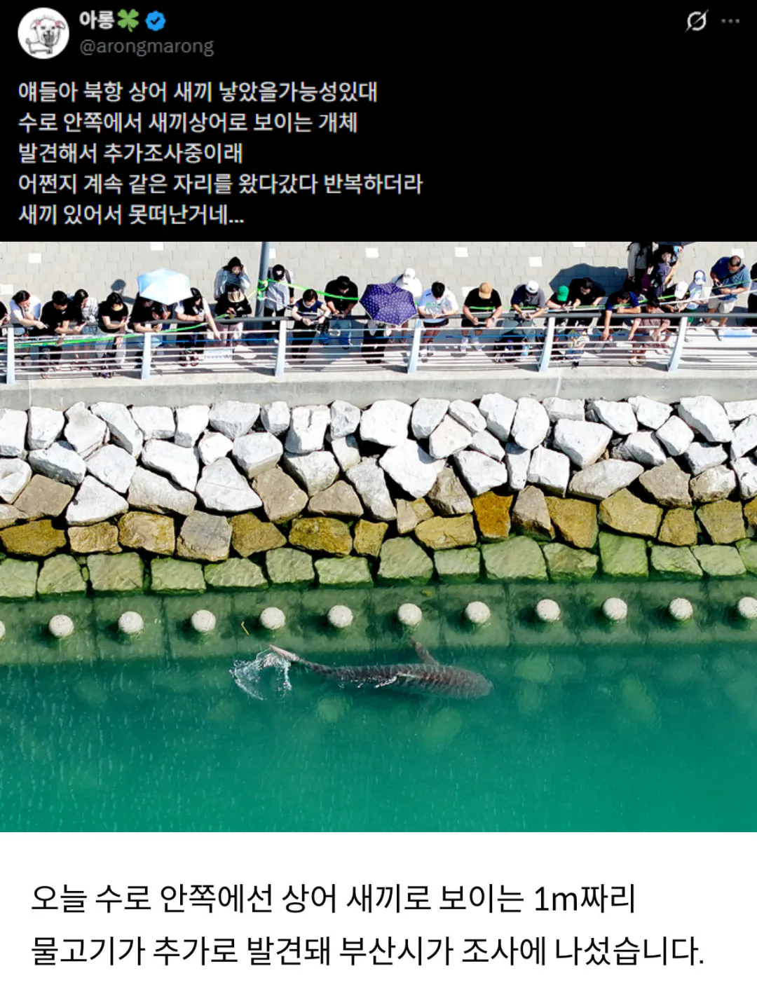 스크린샷 2026-09-21 081313-down.png 북항 친수공원 상어 새끼 목격담 퍼지는 중