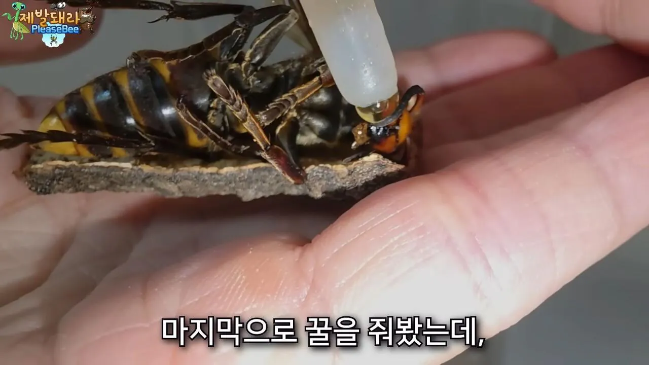 r35.jpg 장수말벌 여왕벌 크기