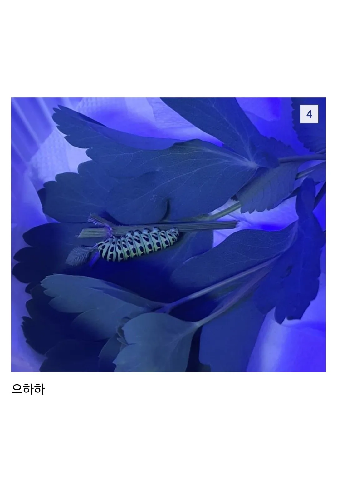 03 Browser.jpg 애벌레 잡아서 나비까지 키운 사람 ㄷㄷ