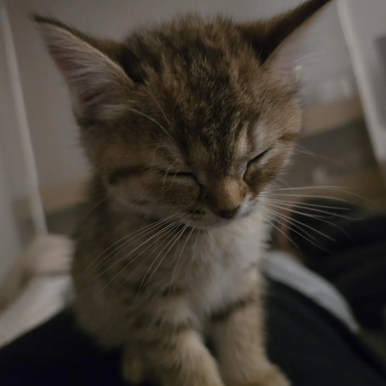 KakaoTalk_20260923_183431398.jpg 우리집 고양이 볼래..?
