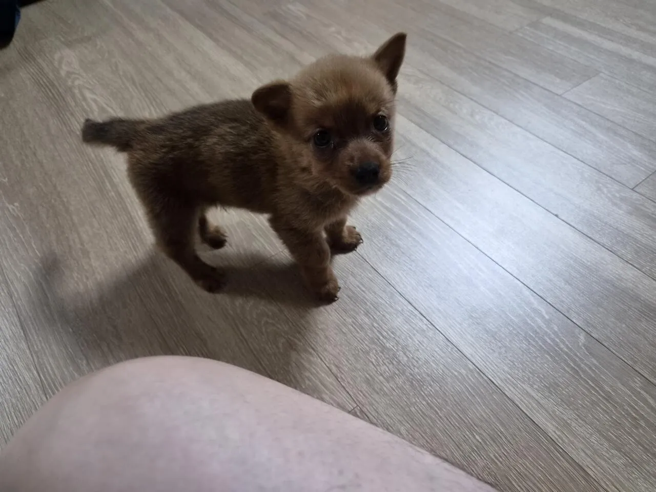 우리 강아지 잔꾀 쓰는 거 ㅈㄴ 웃기네