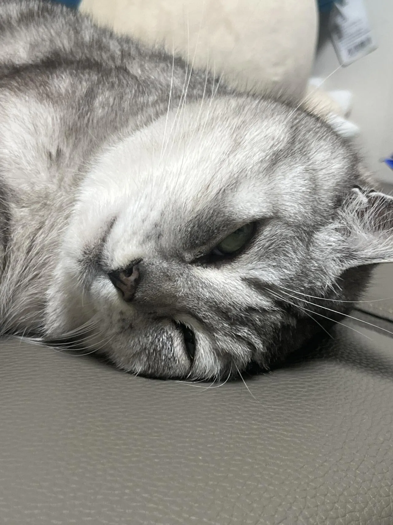 우리 애기들 귀엽나용??