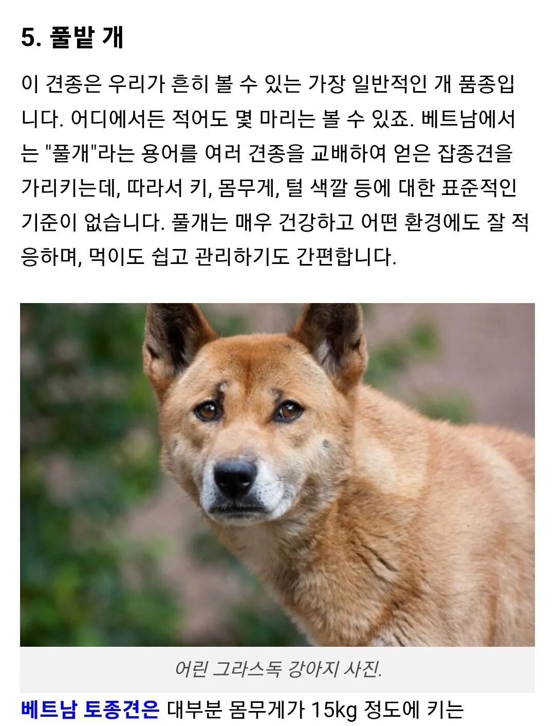 포도) 포텐 진돗개 전력질주 개는 배트남 똥개다.