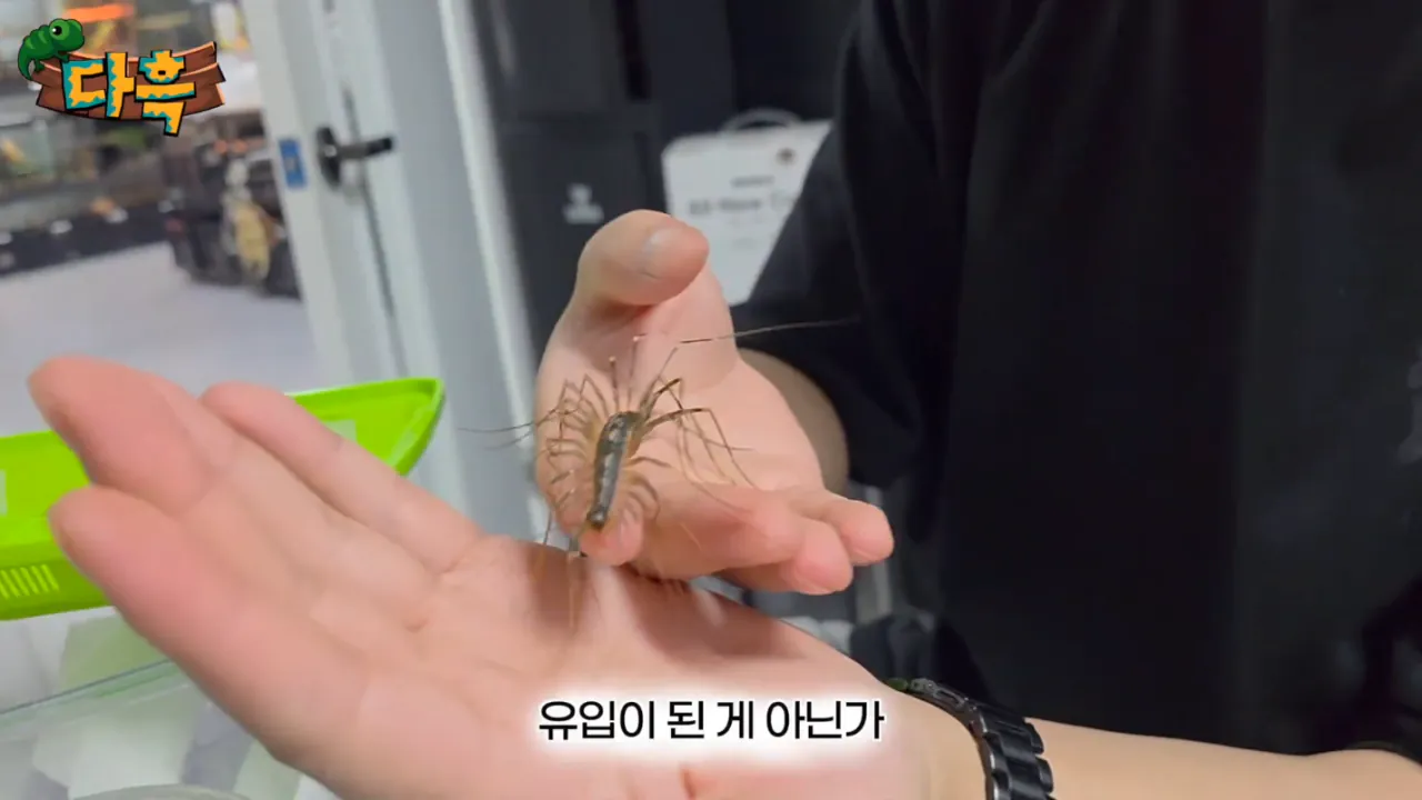 687569ee3460dd1d0563061a83fae41a.png (약혐) 최근 부산에 자생한다는 거대돈벌레 ㄷㄷ