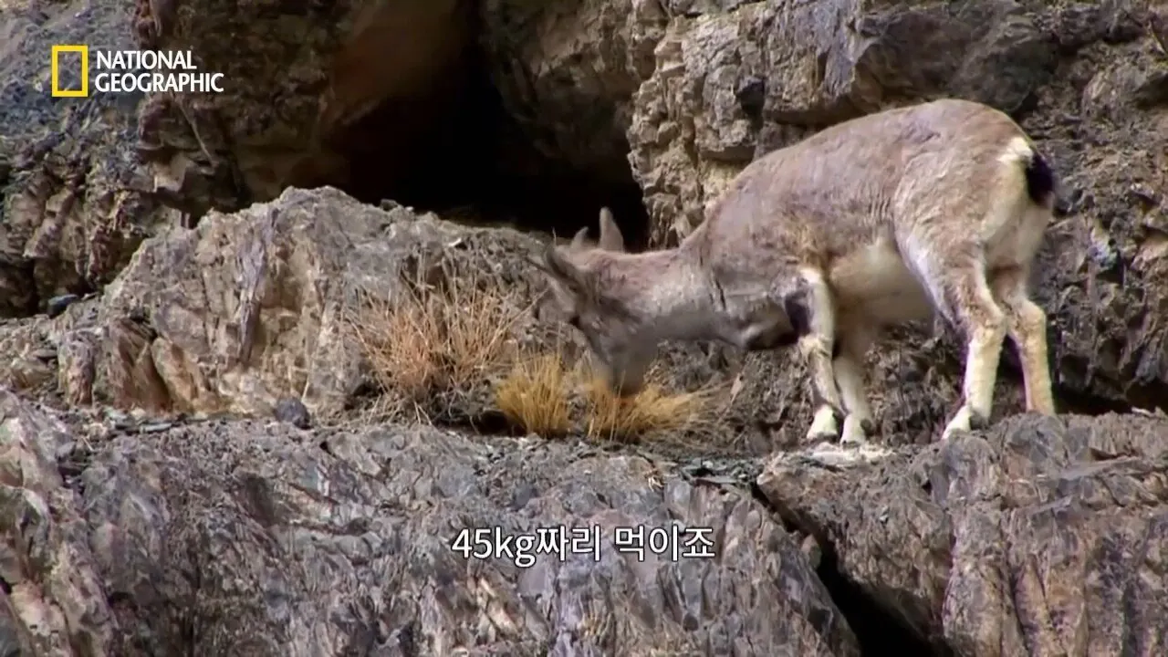 Internet_20260802_153513_9.jpeg 사냥 중 120m 절벽 아래로 떨어진 눈표범