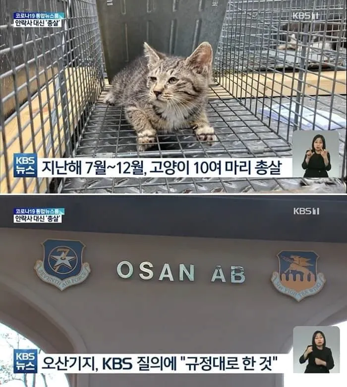 image.png 미군부대 길 고양이...jpg