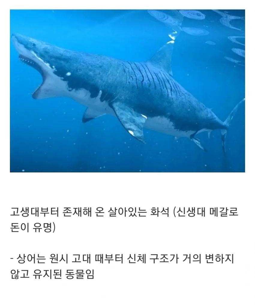 1790506803.jpg 인지도는 최고 수준인데 정작 알려진 건 거의 없는 생물