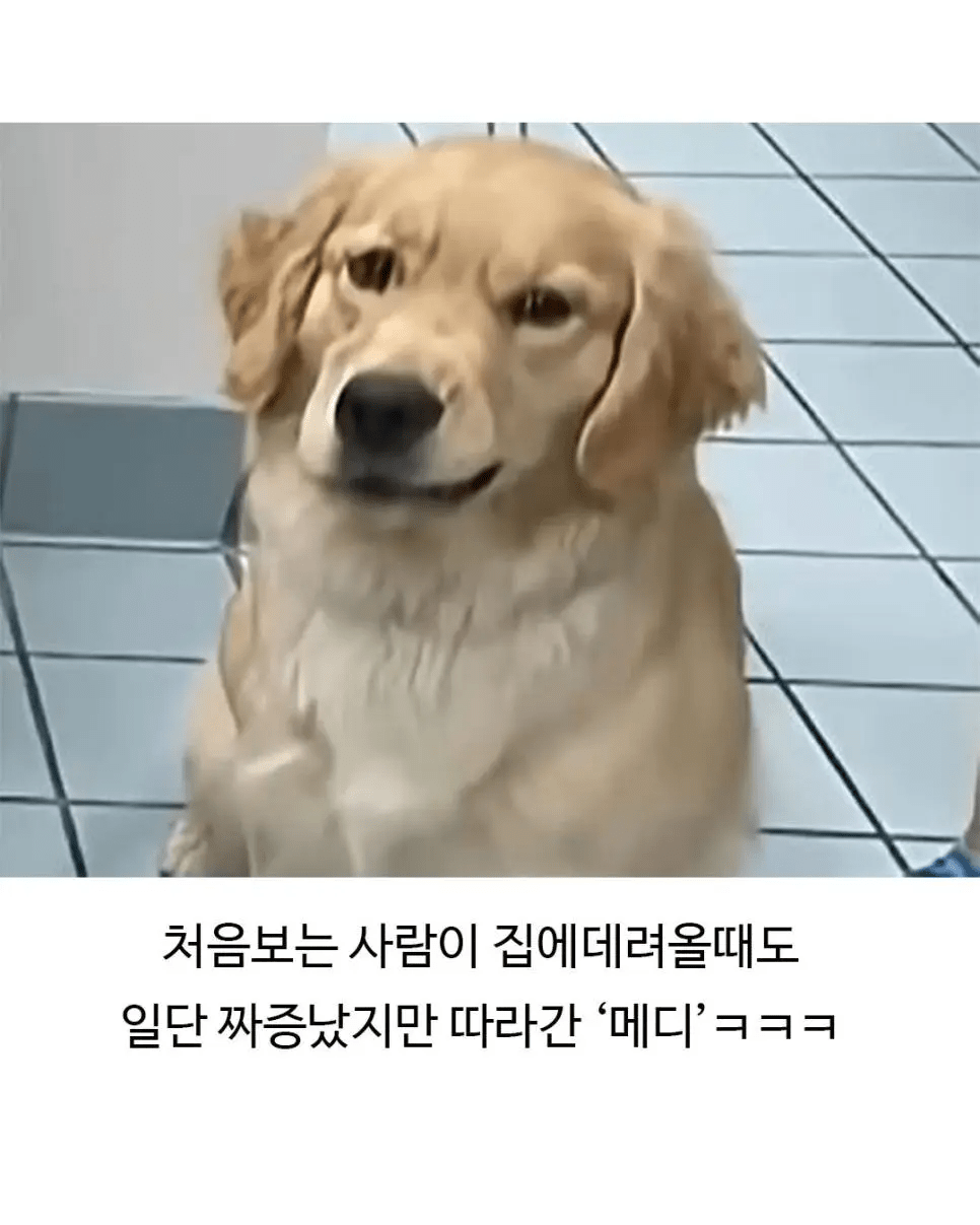 image.png 미용실 다녀온 후 표독해진 골댕이.jpg
