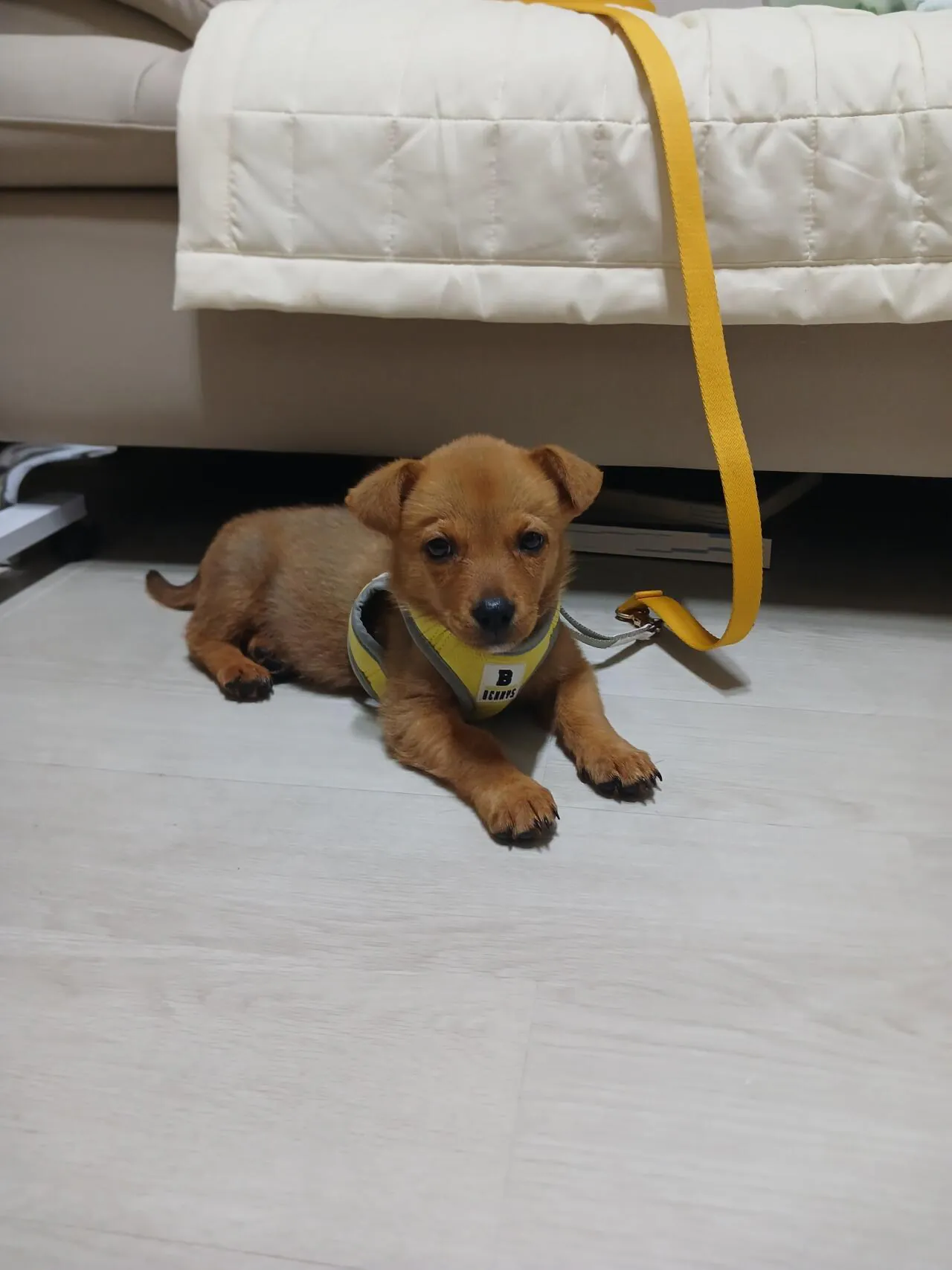 8798.jpg 우리 강아지 잔꾀 쓰는 거 ㅈㄴ 웃기네