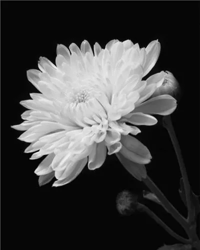 국화.jpg 2900명을 살린 남자