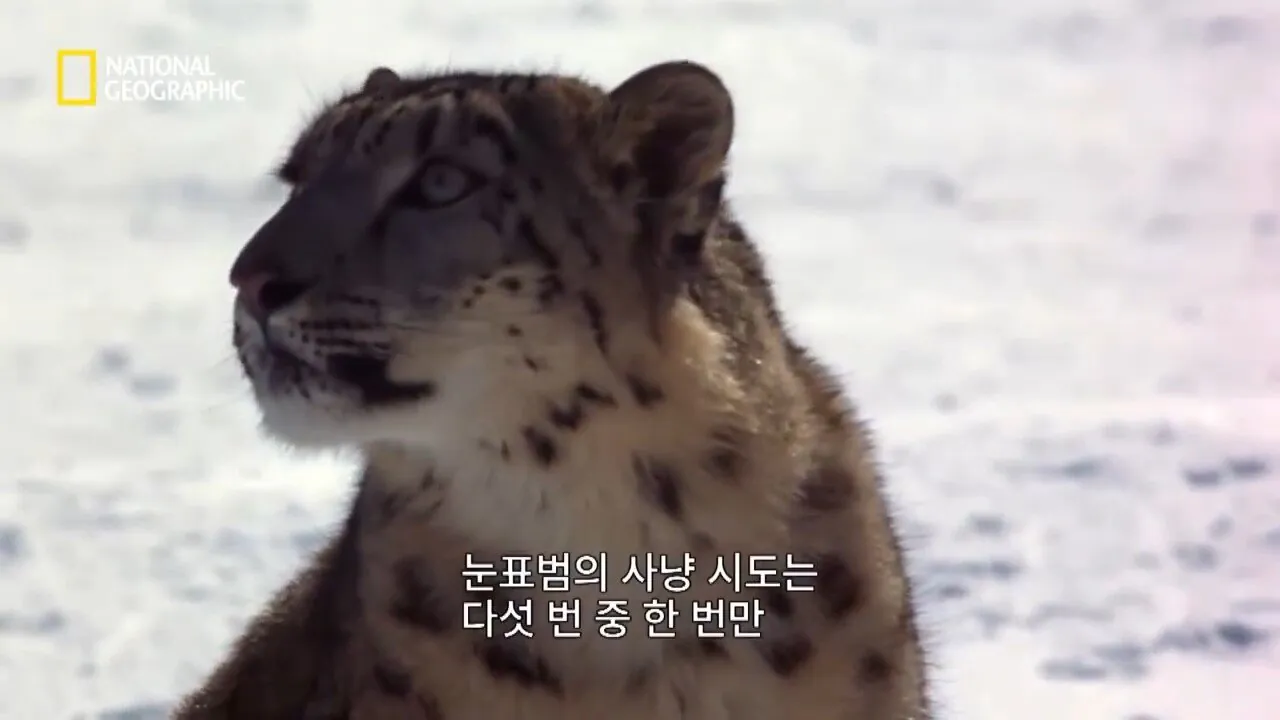 Internet_20260802_153513_1.jpeg 사냥 중 120m 절벽 아래로 떨어진 눈표범