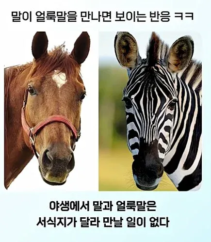 29826ac4d785751d71d99ef264e4c55a.webp 얼룩말 처음 본 말 반응