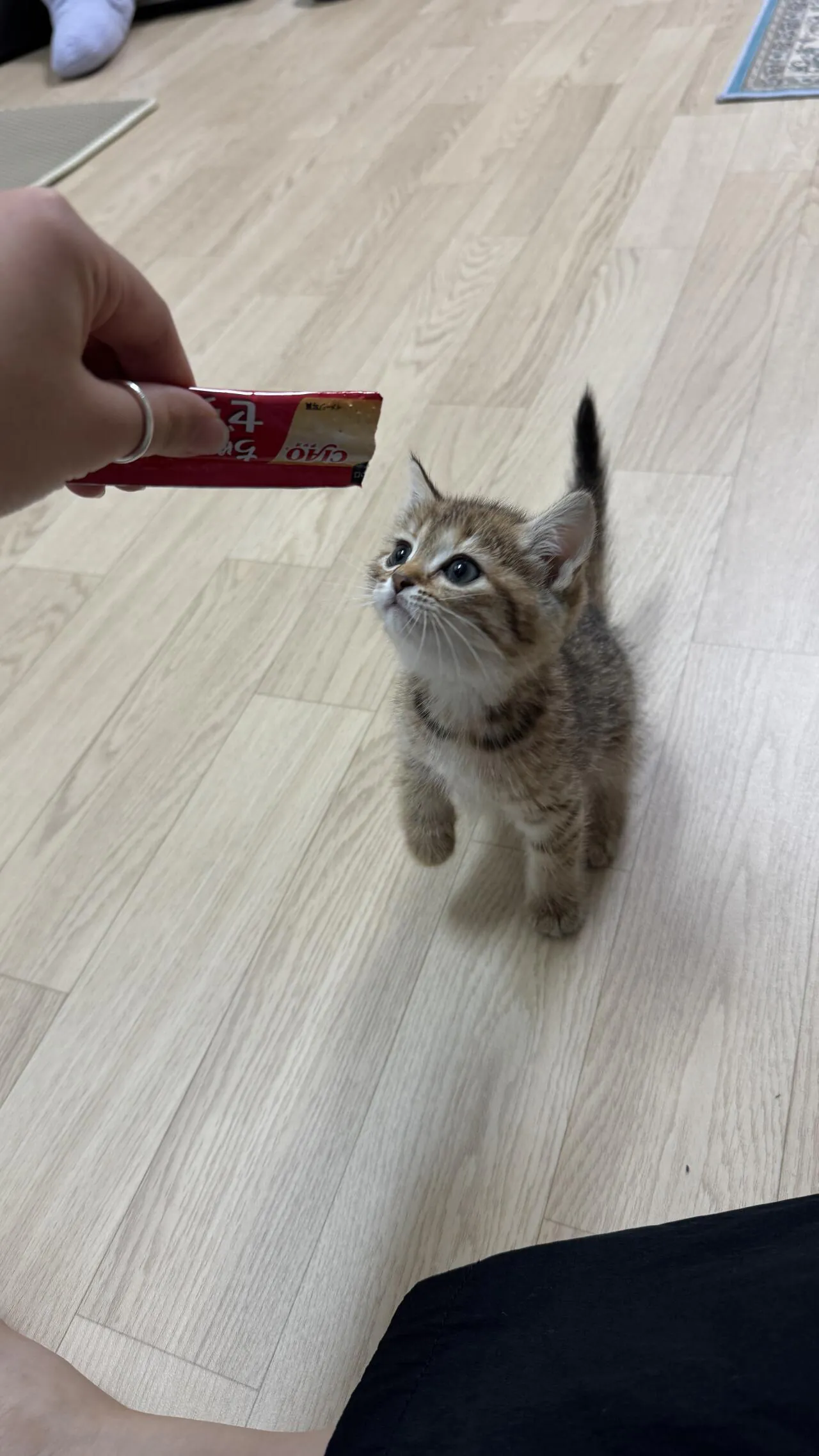 KakaoTalk_20260923_183431398_02.jpg 우리집 고양이 볼래..?