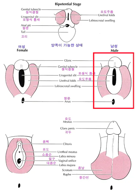 image.png 알고보면 쓸데없지만 신기한 탈모약 프로페시아 이야기.jpg