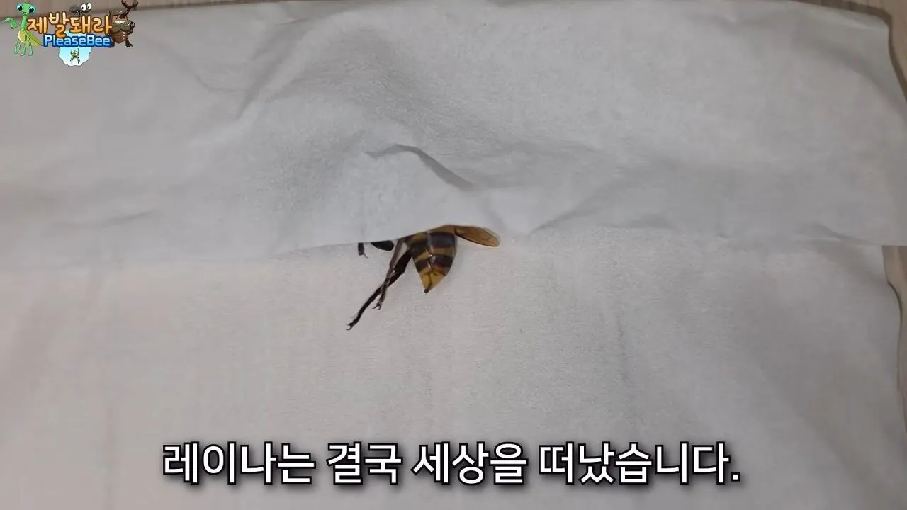 r37.jpg 장수말벌 여왕벌 크기