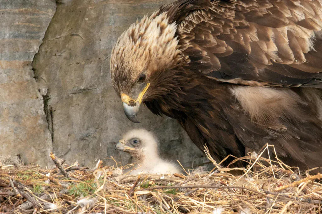 Golden-Eagle-and-chick-at-nest_Mick-Thompson-1024x683.webp 약 80년 만에 국내에서 포착된 검독수리 가족