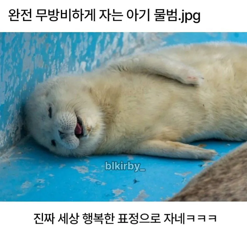 완전 무방비하게 자는 아기물범.jpg