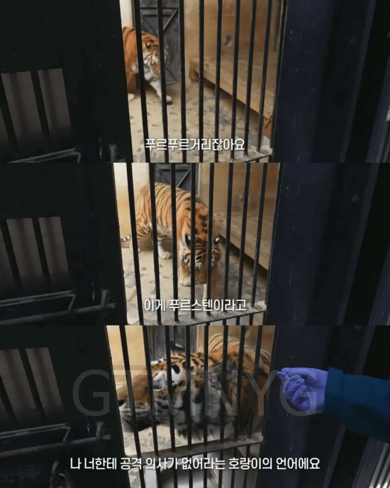 image.png 사람 좋아하던 청주동물원 호랑이 이호.jpg