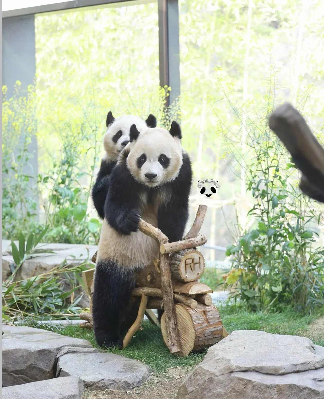 image.png 사춘기 존나 세게 왔다는 루이바오 근황 ㄷㄷㄷㄷ.jpg