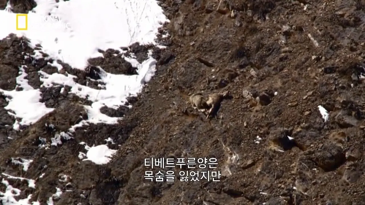 Internet_20260802_153513_31.jpeg 사냥 중 120m 절벽 아래로 떨어진 눈표범