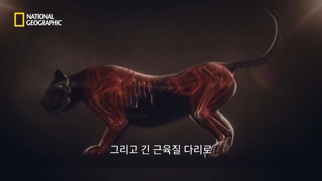 Internet_20260802_153513_29.jpeg 사냥 중 120m 절벽 아래로 떨어진 눈표범