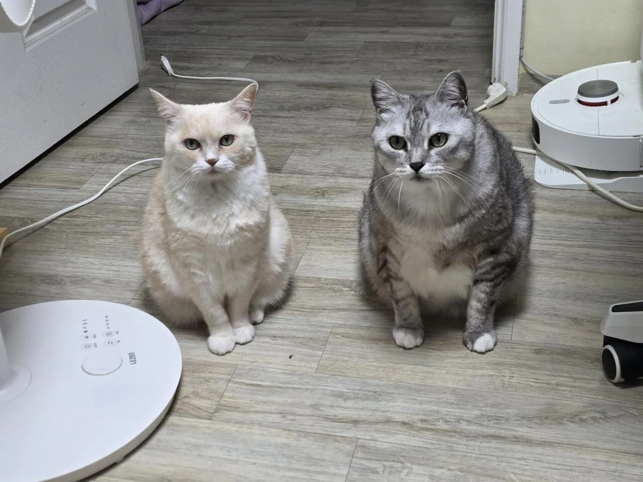 우리 애기들 귀엽나용??