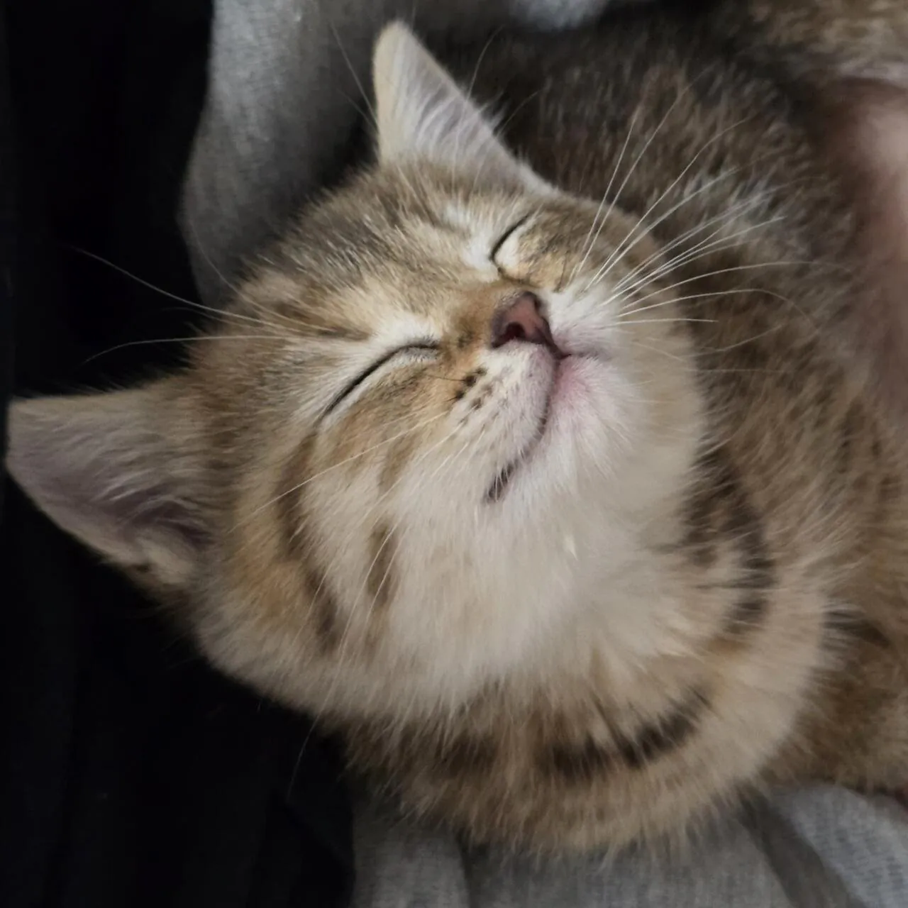 KakaoTalk_20260923_183431398_08.jpg 우리집 고양이 볼래..?