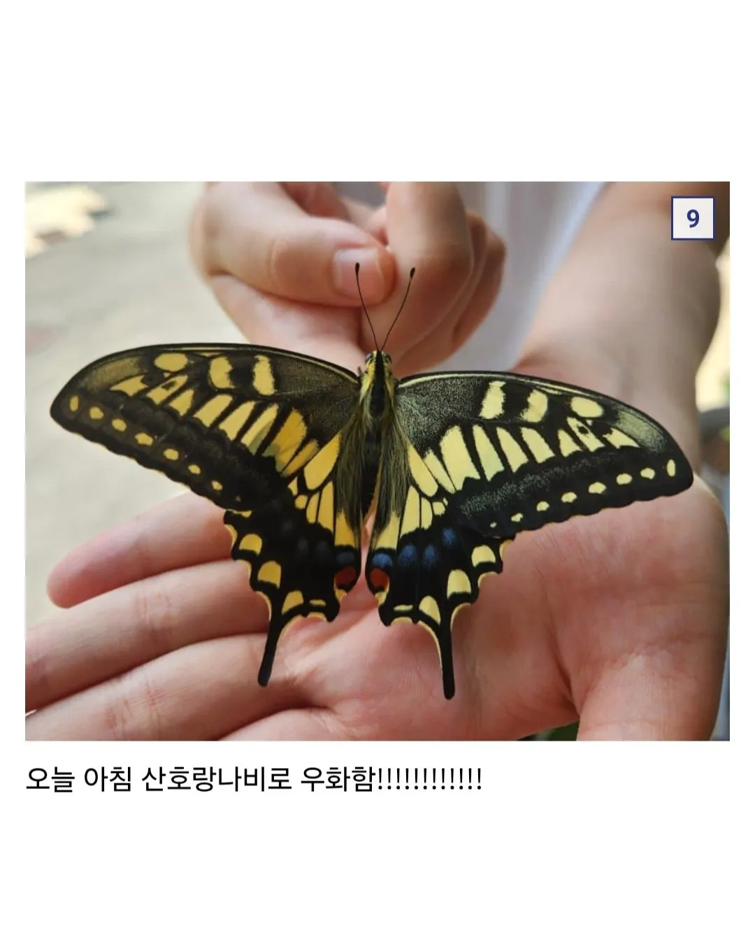 07 Browser.jpg 애벌레 잡아서 나비까지 키운 사람 ㄷㄷ