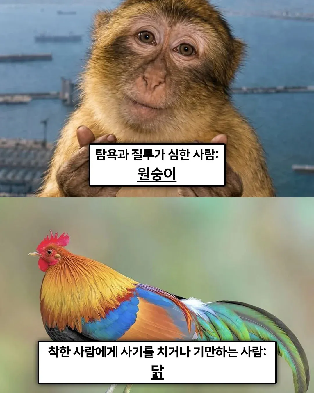 2b39c0a762c06dae98d8cf125fc65607.webp 불교 경전에 적혀있는 '죄 지었을때 다음생에 태어나게 될 동물'