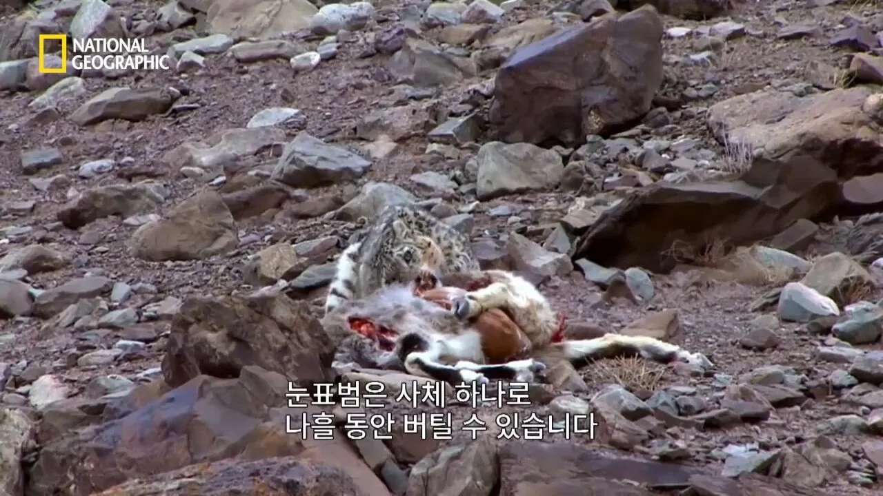 Internet_20260802_153513_3.jpeg 사냥 중 120m 절벽 아래로 떨어진 눈표범