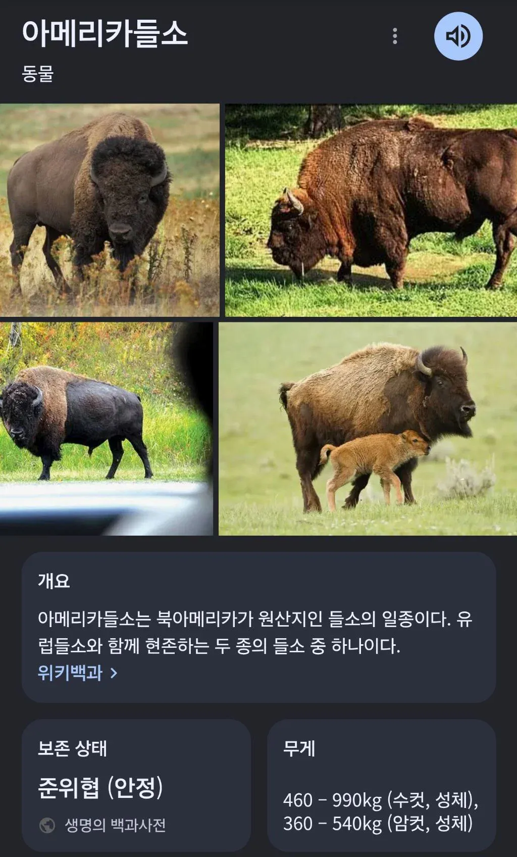 CcsMUL.webp 목격자 "설인이 춤추면서 다가오는 줄 알았어요"