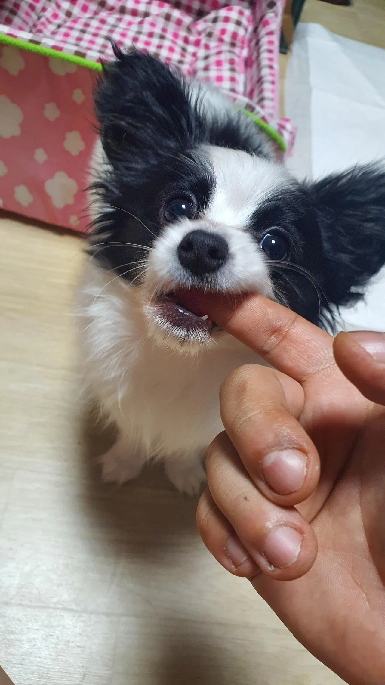 개는 무조건 예뻐야 한다