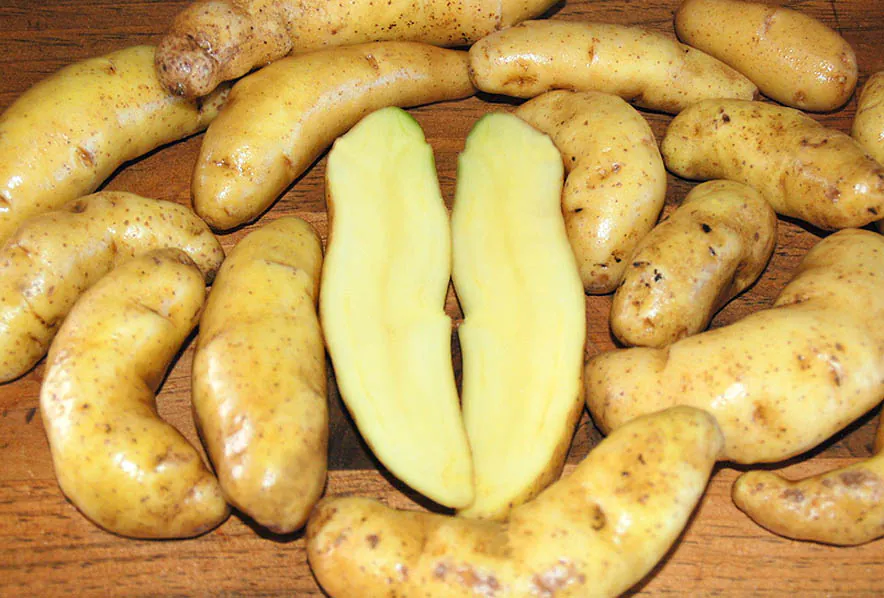 HH_Potato_Austrian-Crescent.jpg 러시아산 바나나