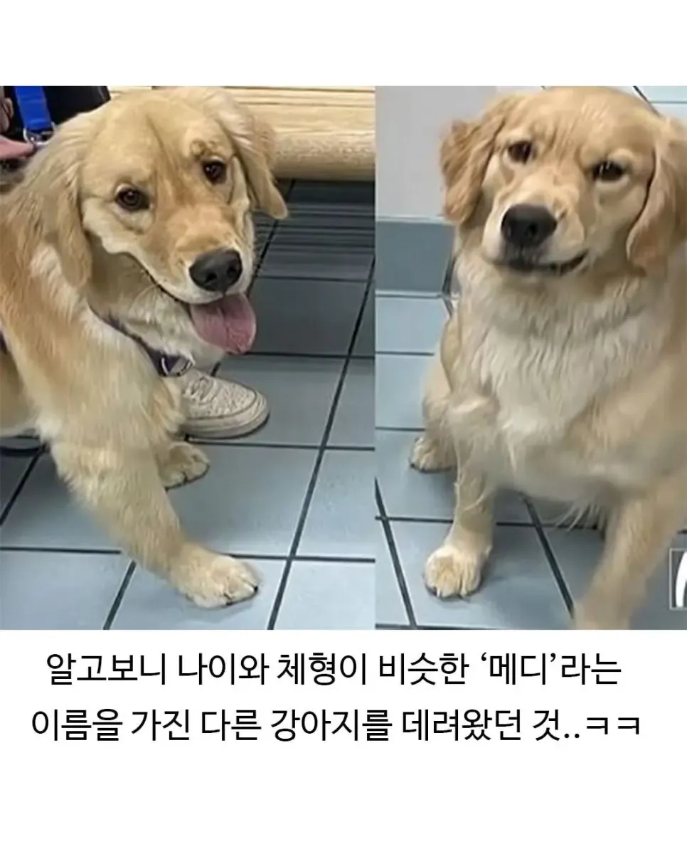 image.png 미용실 다녀온 후 표독해진 골댕이.jpg