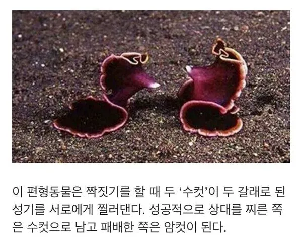 image.png 스압) 악! 미!동(美童)을 탐하는 건 행복해! - 택견 ‘미동사랑꾼’ 전설의 진실과 뒷이야기